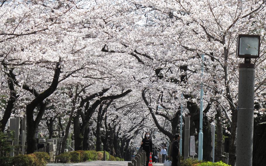 A road at Aoyama Cemetery